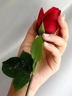 a_rose_for_a_friend.jpg